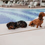 Luxo chega aos hotéis pet-friendly: menus gourmet, camas e brinquedos