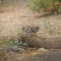 Há três novos motivos para visitar o Zoo de Lisboa: Nasceram crias de Leopardo-da-pérsia