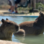 Burgas recebe a Eurovisão 2027. E há uma capivara a disputar o protagonismo