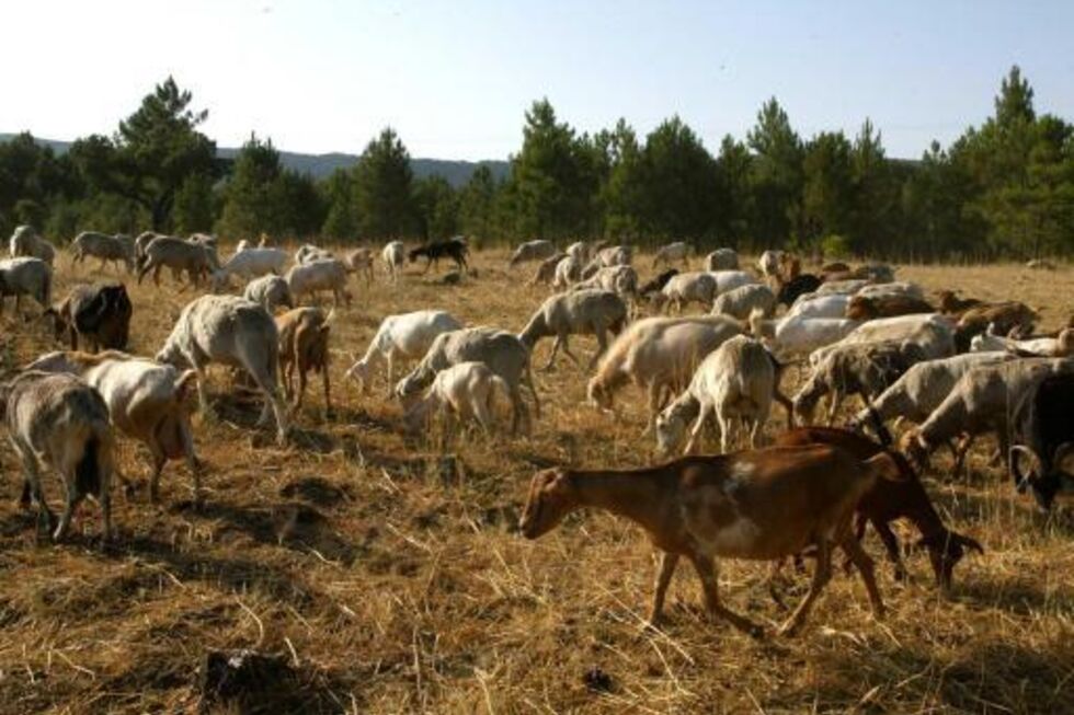 Cabras e ovelhas a pastar