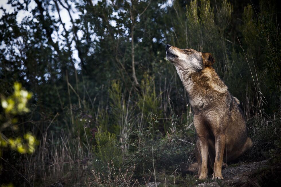 Lobo ibérico