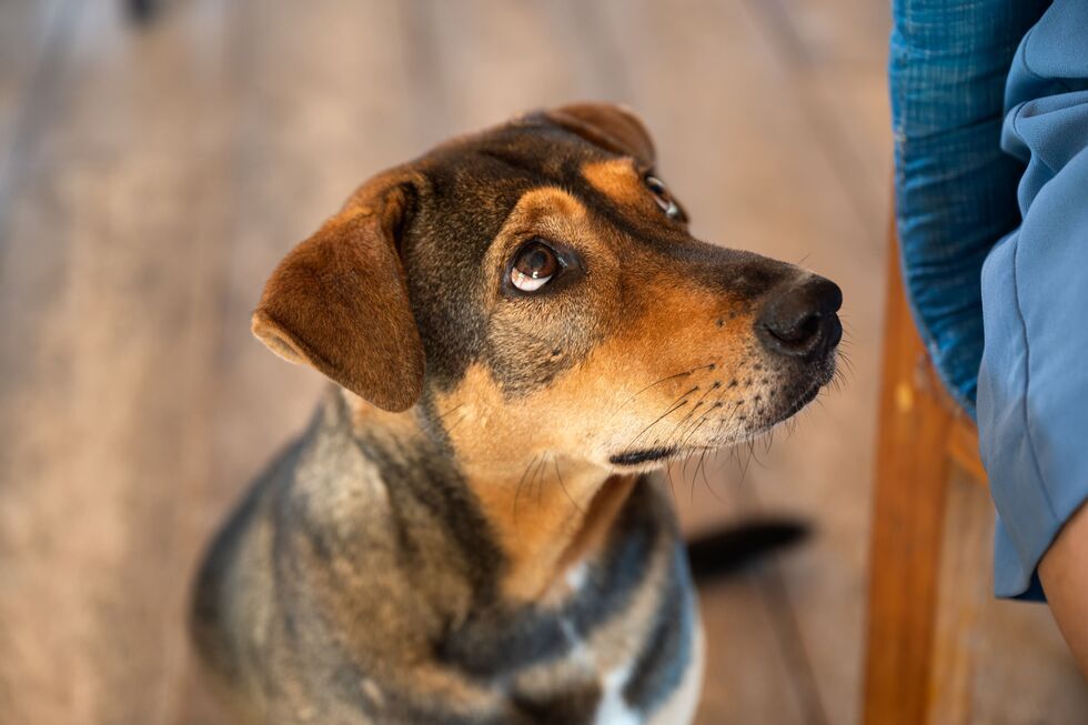 Será que os cães conseguem distinguir tristeza, medo e zanga? Novo estudo diz que sim