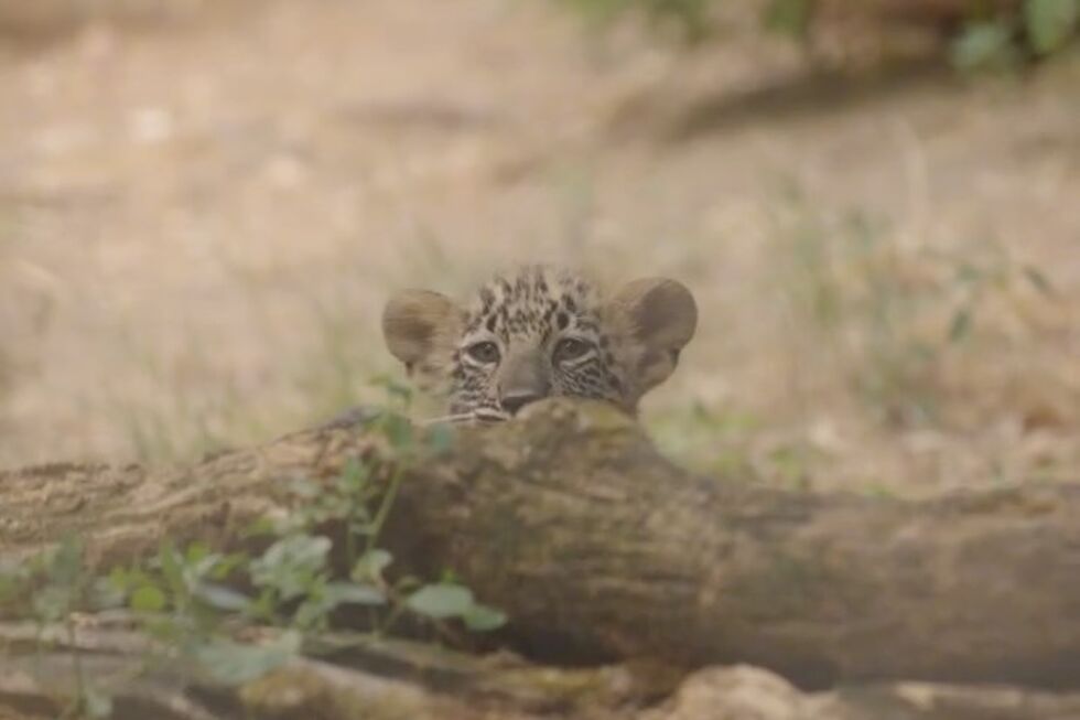Há três novos motivos para visitar o Zoo de Lisboa! Nasceram três crias de Leopardo-da-pérsia