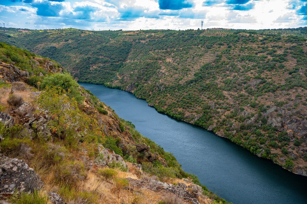 Organizações apontam erros ou imprecisões no Plano Nacional de Restauro da Natureza (PNRN)