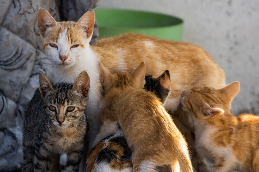 A rebentar pelas costuras. Centros de recolha animal acolheram mais de 40 mil cães e gatos em 2025