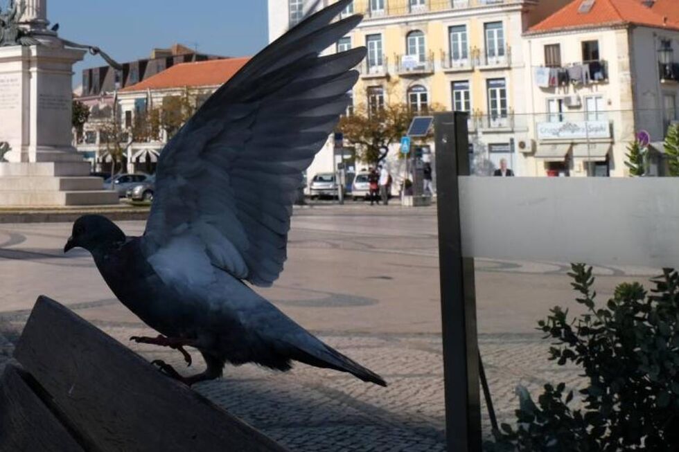 Morte de aves nos Açores preocupa