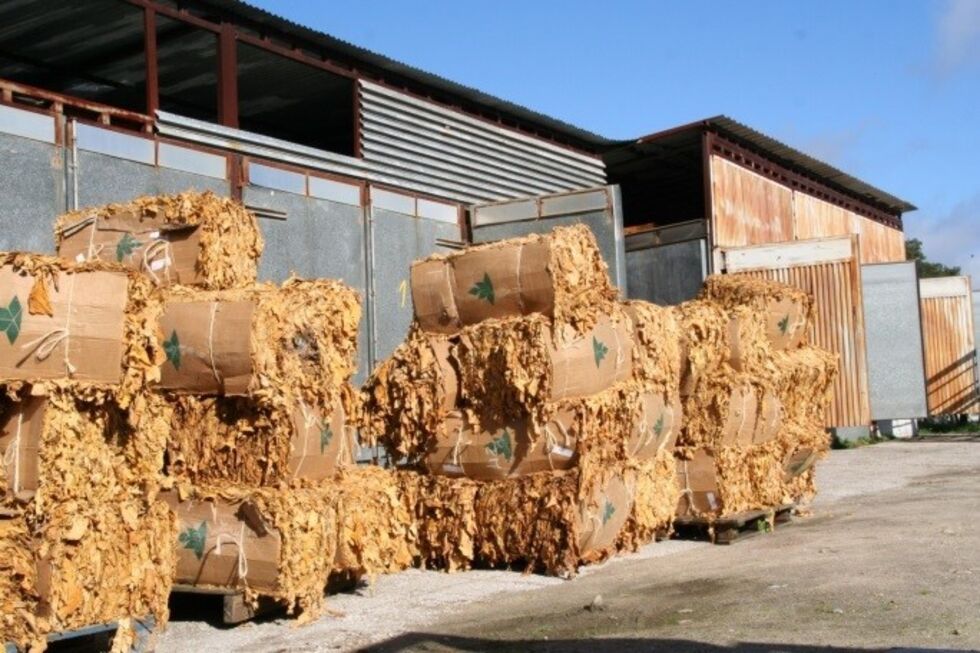 Produção de folha de tabaco