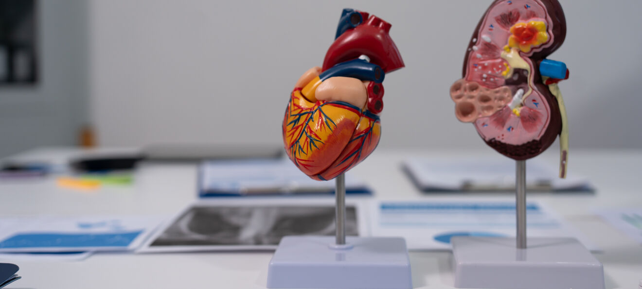 Coração e rins em modelos anatómicos numa mesa com documentos
