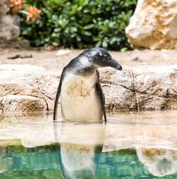 Nasceu uma nova cria de pinguim-do-cabo no Zoo de Lisboa! Pertence à 10.ª geração