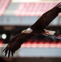 Falcoeiro suspeito de tráfico detido pela PJ prestou serviços ocasionais ao Benfica