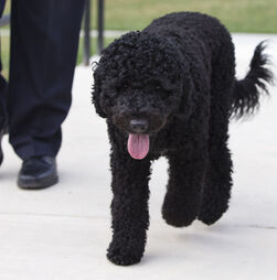 Morreu Sunny, o cão de água português de Barack Obama