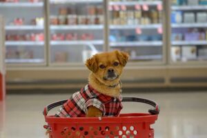 Os animais de companhia estão a ganhar mais espaço nas compras dos portugueses, diz o estudo PetPulse