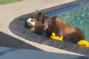 O instagram Pool Bear Life está repleto de imagens como esta