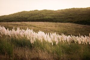 Cortaderia selloana (Pampas Duster)
