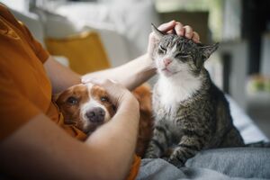 É o regresso à rotina! Saiba como ajudar os seus pets a adaptarem-se depois das férias
