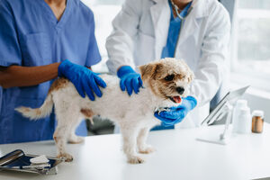 Esterilização de animais precisa de mais investimento, defendem veterinários e associações