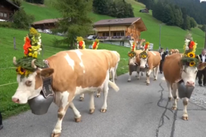 Vacas adornadas com flores e grandes chocalhos são as estrelas deste festival na Suíça.mp4