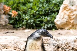 Nasceu uma nova cria de pinguim-do-cabo no Zoo de Lisboa! Pertence à 10.ª geração