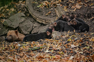 As crias de cães-do-mato-vinagre nascidas no Zoo de Chester