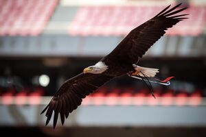 Águia do Benfica
