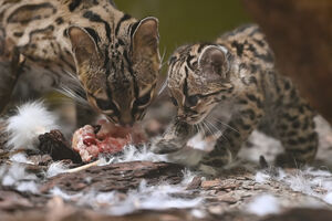 Filhotes de Leopardus wiedii