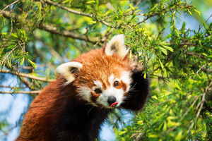 Hoje é o dia do Panda Vermelho! Por isso, partilhamos 5 curiosidades sobre estes animais tão especiais