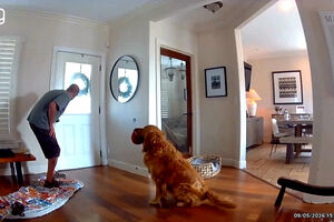 Cão tenta que ladrão brinque com ele durante assalto a casa nos EUA