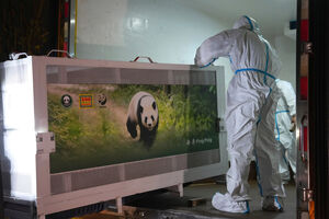 Pandas chineses a caminho dos EUA