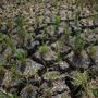 ONU prevê um El Niño 'muito forte' com possível duração até fevereiro de 2027