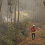 Área ardida até agosto cai 74% face ao ano passado