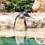 Nasceu uma nova cria de pinguim-do-cabo no Zoo de Lisboa! Pertence à 10.ª geração