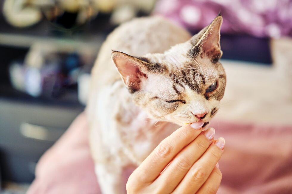 Do pelo às articulações, quando é que os suplementos podem ajudar os animais? Nós ajudamos