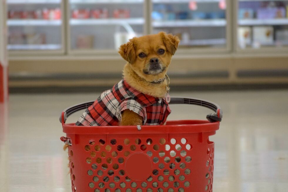 Os animais de companhia estão a ganhar mais espaço nas compras dos portugueses, diz o estudo PetPulse