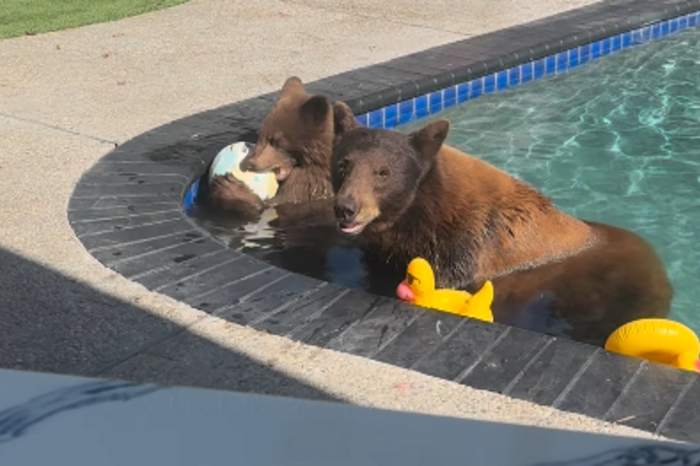 O instagram Pool Bear Life está repleto de imagens como esta