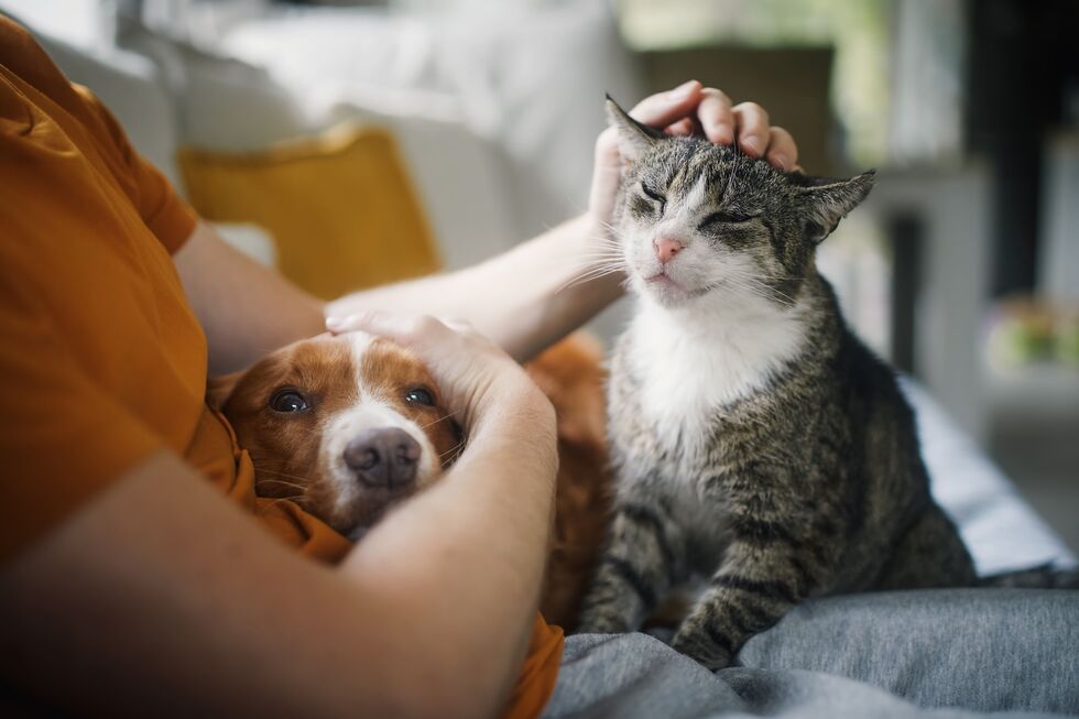 É o regresso à rotina! Saiba como ajudar os seus pets a adaptarem-se depois das férias