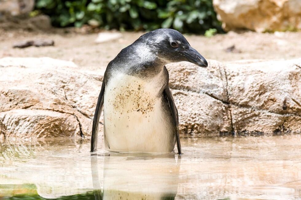 Nasceu uma nova cria de pinguim-do-cabo no Zoo de Lisboa! Pertence à 10.ª geração
