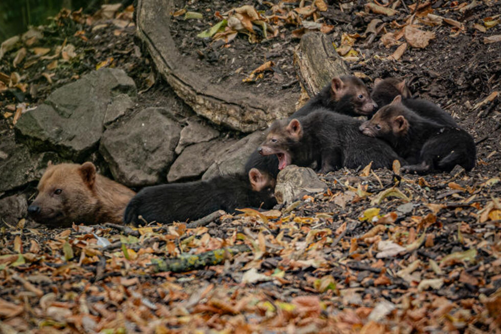As crias de cães-do-mato-vinagre nascidas no Zoo de Chester