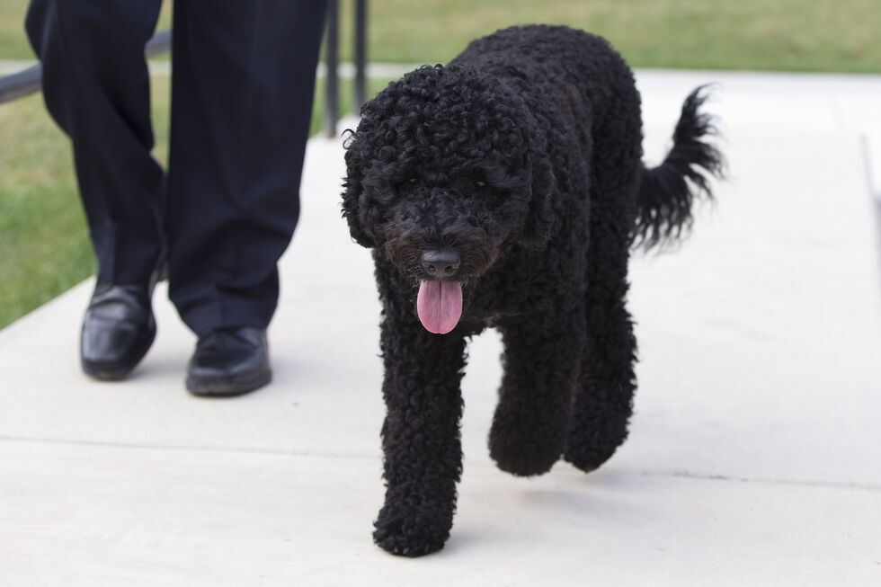 unny, o cão de água português de Barack Obama