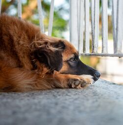 Parlamento aprova lei que proíbe acorrentar e deixar animais em varandas