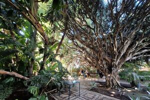 Os jardins do Goethe Institute, em Lisboa, estão bem preparados para golpes de calor 