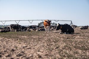 Veterinário alerta para preço elevado das análises ao vírus Shamonda que afeta bovinos