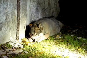 Cães feridos resgatados dos escombros após ataque russo matar o dono em Kiev 