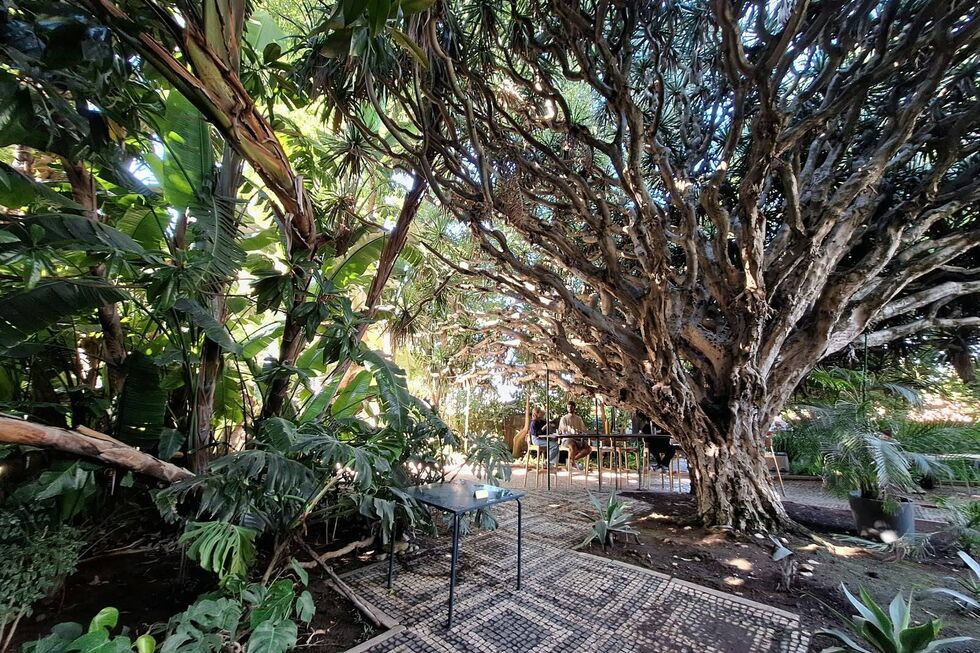 Os jardins do Goethe Institute, em Lisboa, estão bem preparados para golpes de calor 