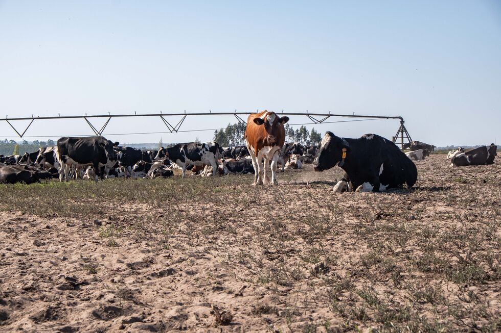 Veterinário alerta para preço elevado das análises ao vírus Shamonda que afeta bovinos