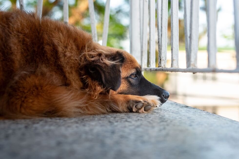 Parlamento aprova lei que proíbe acorrentar e deixar animais em varandas